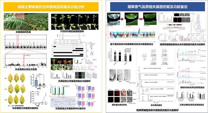 图2-烟草重要性状形成的分子调控机理-.png